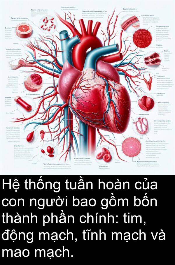 phần: Hệ thống tuần hoàn của con người bao gồm bốn thành phần chính: tim, động mạch, tĩnh mạch và mao mạch.