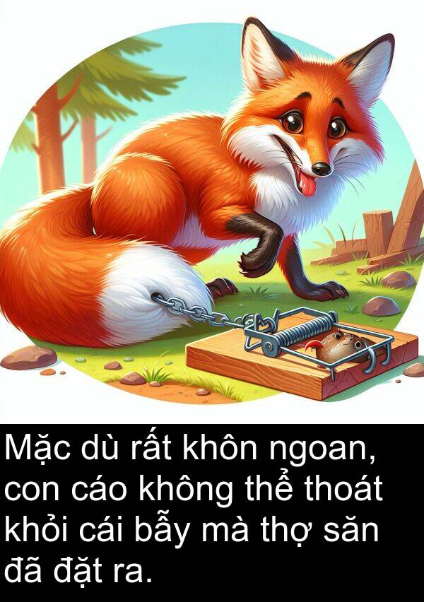 thợ: Mặc dù rất khôn ngoan, con cáo không thể thoát khỏi cái bẫy mà thợ săn đã đặt ra.