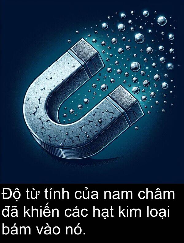 nam: Độ từ tính của nam châm đã khiến các hạt kim loại bám vào nó.