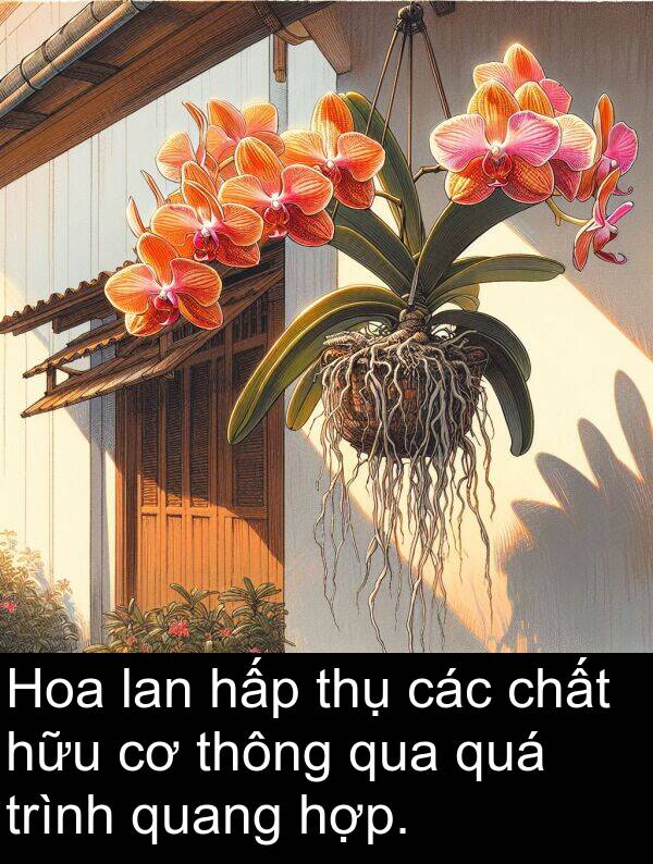 thông: Hoa lan hấp thụ các chất hữu cơ thông qua quá trình quang hợp.