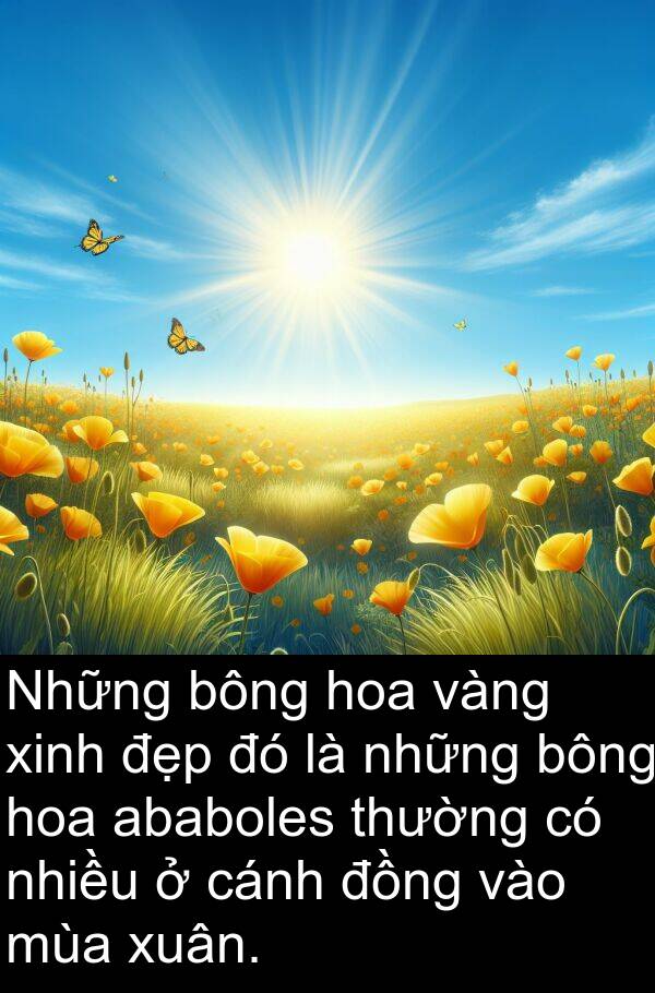 xuân: Những bông hoa vàng xinh đẹp đó là những bông hoa ababoles thường có nhiều ở cánh đồng vào mùa xuân.