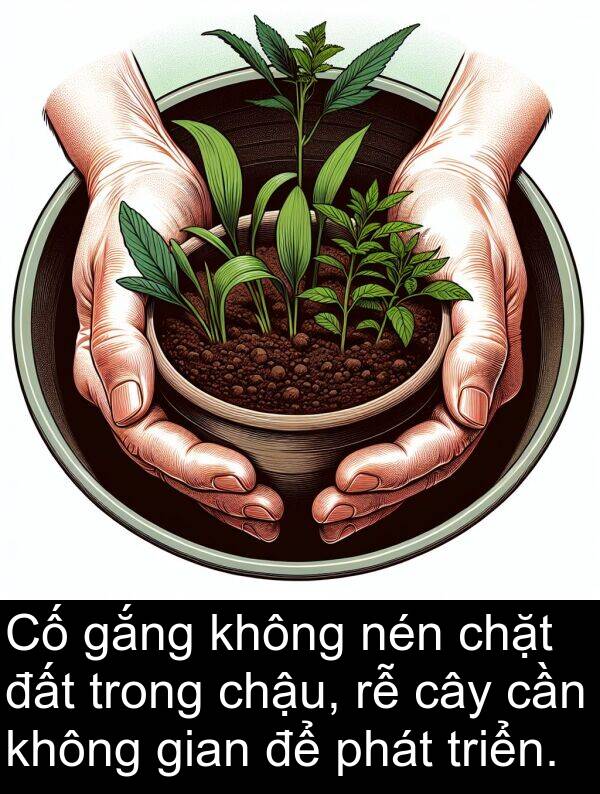 nén: Cố gắng không nén chặt đất trong chậu, rễ cây cần không gian để phát triển.