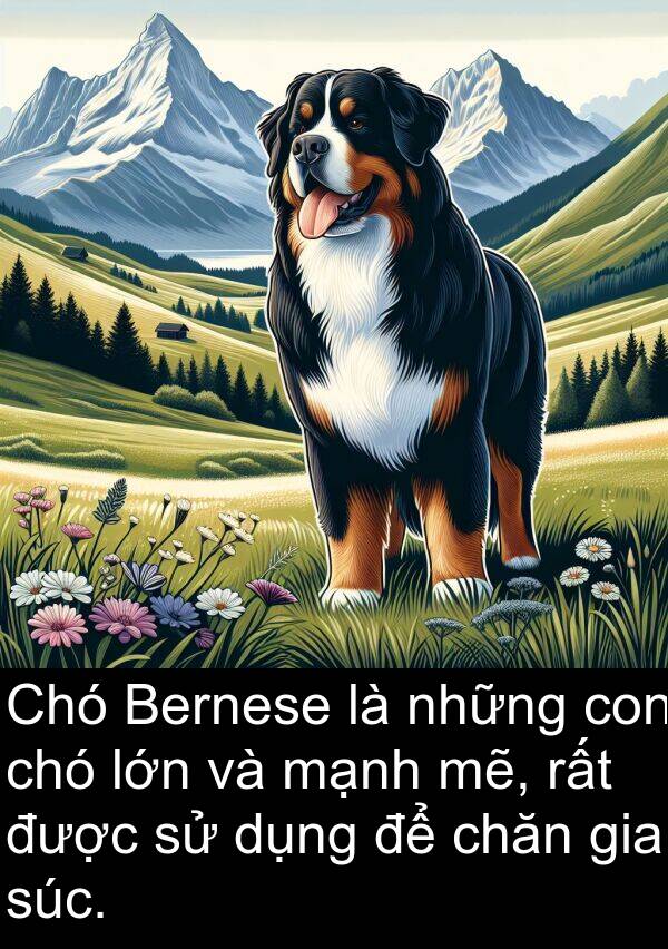 súc: Chó Bernese là những con chó lớn và mạnh mẽ, rất được sử dụng để chăn gia súc.